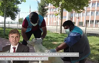 Sokak köpekleri neden milyonluk ihalelerle toplanıyor? Uzmanı sistemin işleyişini anlattı