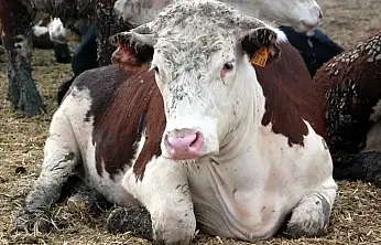 Tedavisi olmayan deli dana hastalığı Ankara'dan sonra Bolu'da da görüldü