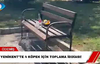Yenikent'te 4 Köpek İçin Toplama İddiası!
