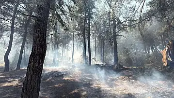 Buca'daki orman yangınının nedeni ortaya çıktı: 1 kişi tutuklandı