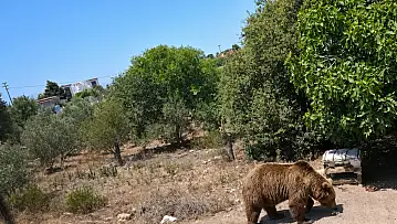 Özdere'de ayı paniği: 'Şu an için ciddi bir tedirginlik yok'