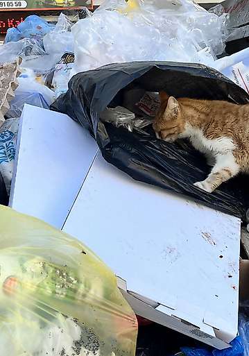 İzmir'de sokaklar çöp yığınlarıyla doldu: 'Fareler dolaşıyor'