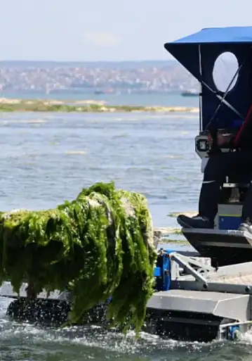 İzmir Körfezi'nde alarm veren görüntü: Deniz marulları yeniden yayıldı