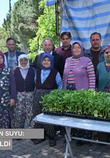 Manisa'da üreticiye can suyu: 34 bin fide toprakla buluştu