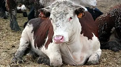 Tedavisi olmayan deli dana hastalığı Ankara'dan sonra Bolu'da da görüldü