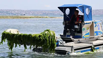 İzmir Körfezi'nde alarm veren görüntü: Deniz marulları yeniden yayıldı
