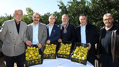 Satsuma mandalinada ihracat sezonu başladı