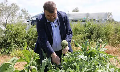 Hasat başladı, gözler rekoltede