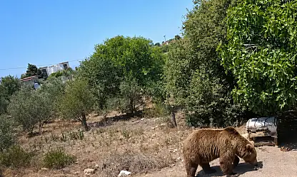 Özdere'de ayı paniği: 'Şu an için ciddi bir tedirginlik yok'