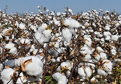 İklim krizi, su yetersizliği ve yüksek maliyetler pamuk üretimini tehdit ediyor