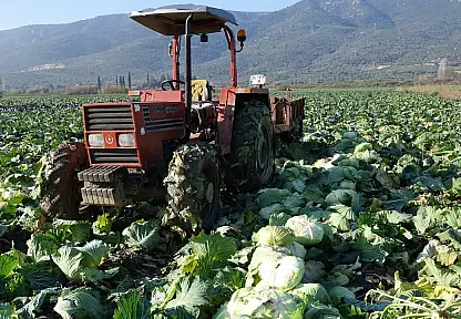 Niğde'de lahana hasadı başladı: Tarlada 10 TL, markette 50 TL