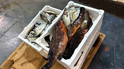 Buca Balık Hali'nde 45 kilo yasa dışı su ürününe el konuldu