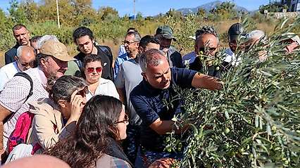 Buca'da zeytin üreticilerine sertifikalı budama eğitimi