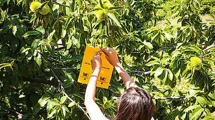İzmir'de kestane üreticilerine gal arısı desteği