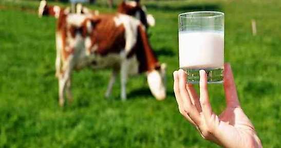 Ağustos ayında süt üretimi yüzde 9,5 arttı