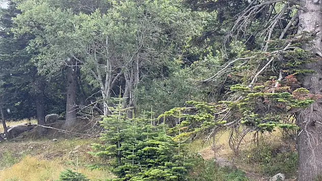 10 dakikalık yaz yağmuruyla serinlediler