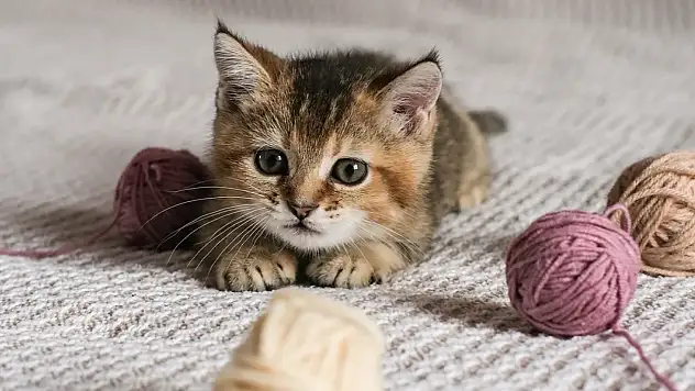 10 maddede kedilerle yaşamak nasıl?