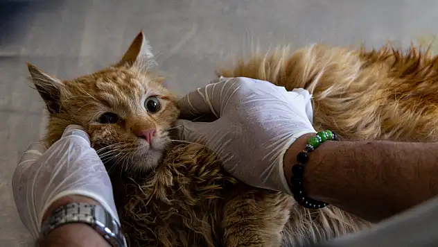 15 ayda 30 bine yakın can dost tedavi edildi! O ilçede örnek çalışma