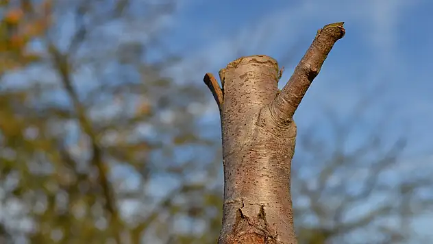 200 yıllık ağacı kesenlere hapis cezası