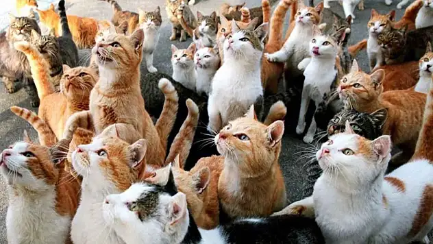 8 Ağustos dünya kediler günü: Minik patilere büyük sevgi