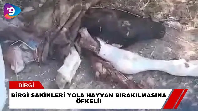 Birgi Sakinleri Yola Hayvan Bırakılmasına Öfkeli!