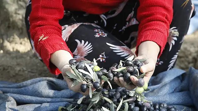 Bornova'da zeytin mitolojisi ve tadım eğitimi yoğun ilgi gördü