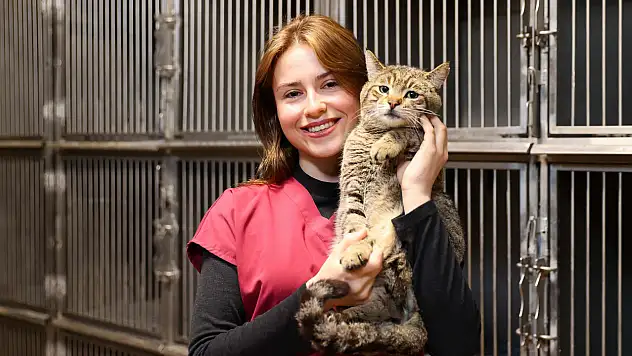 Buca'da 2 yılda 599 sokak hayvanı sahiplendirildi