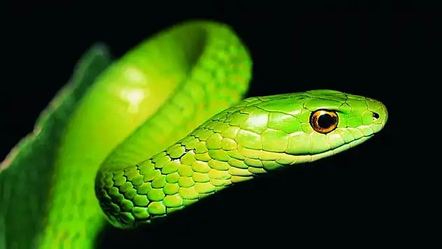 Bugün Dünya Yılan Günü!