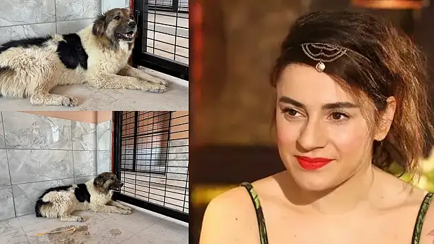 Ceylan Ertem, sahibinin mezarından ayrılmayan köpeği teslim aldı