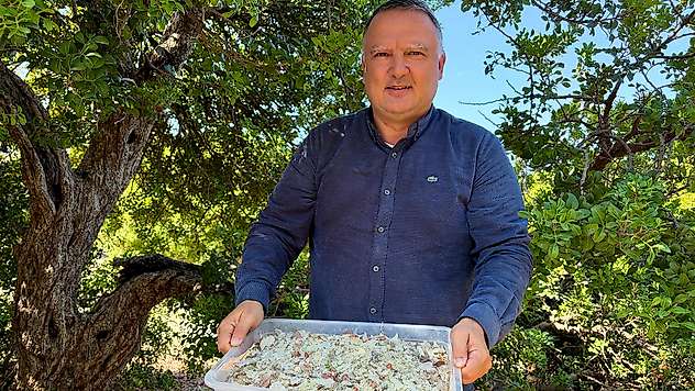 Damla sakızında hasat heyecanı: Kilosu 50 bin liradan satılıyor