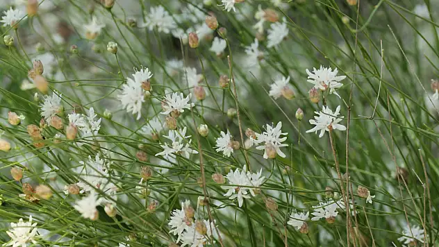 Denizli Çameli'de keşfedilen yeni bitki türü bilim literatürüne girdi