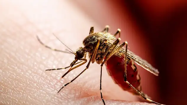 DSÖ'den Chikungunya virüsü için küresel salgın uyarısı!