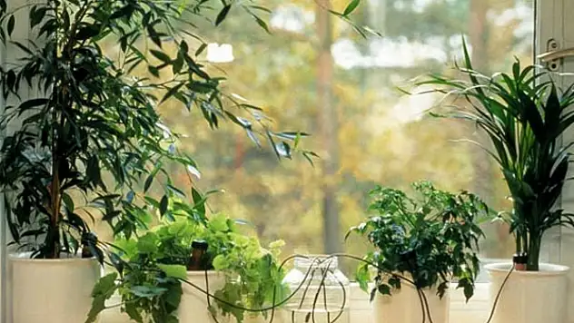 Evdeki bitkileriniz sizi solmadan beklesin