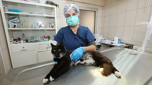 Gaziemir Belediyesi'nden sokak hayvanlarına büyük destek