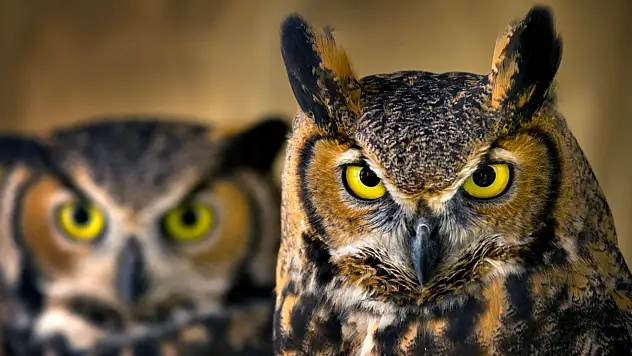 Geceyi Bekleyen Avcı