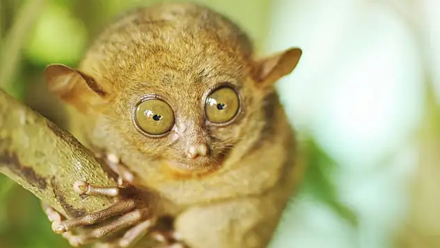 Güneydoğu Asya'nın gizemli gece canlısı: Tersiyerlerin büyüleyici dünyası