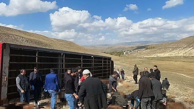Hayvan yüklü tır devrildi: 130 Küçükbaş hayvan öldü