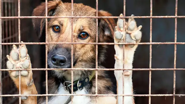 Hayvanlarını terk edenlere 25 milyon lira ceza