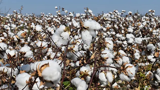 İklim krizi, su yetersizliği ve yüksek maliyetler pamuk üretimini tehdit ediyor
