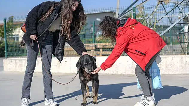 İzmir Büyükşehir Belediyesi, Menemen yangınından kurtarılan hayvanlara sahiplendiriyor