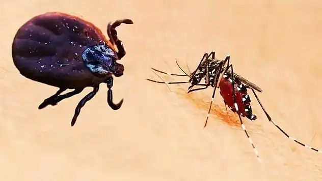 İzmir'de Kene ve Sivrisinek Alarmı!