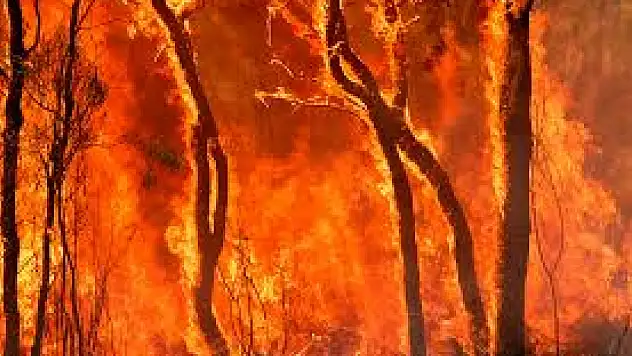 İzmir'de Orman Yangınlarında Korkutan Rekor