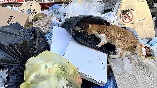 İzmir'de sokaklar çöp yığınlarıyla doldu: 'Fareler dolaşıyor'