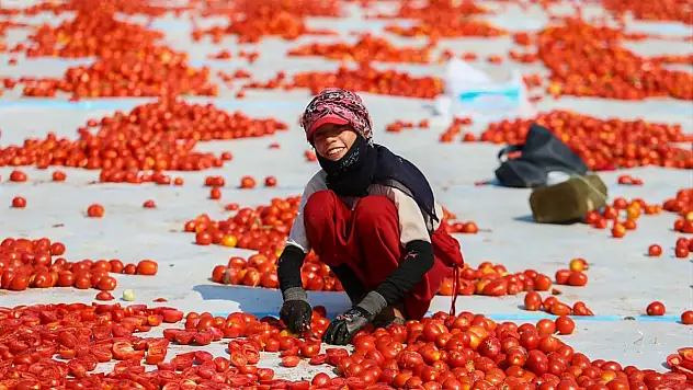 İzmir Torbalı'da Kuru Domates Mesaisi Başladı