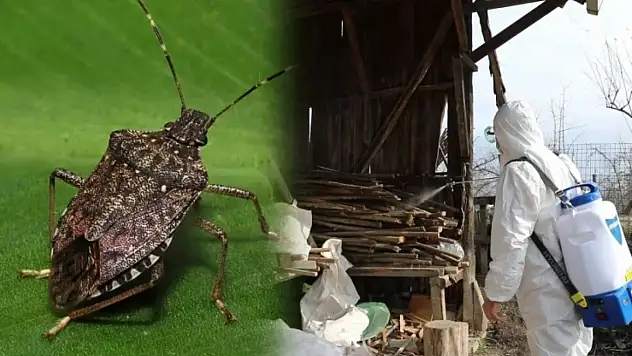 Kahverengi kokarca alarmı! Fındıktan sonra evleri de istila etti