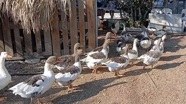 Kazlara 'şartlı tahliye'