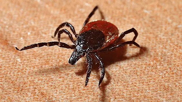 Kene Vakalarında Artış Sağlık Bakanlığı Uyardı