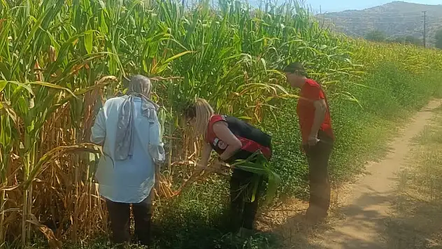 Kiraz'da mısır tarlalarında hastalık ve zararlı taraması yapıldı