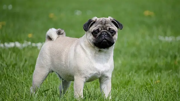 Köpekler insanların karakterini gözlemle öğreniyor