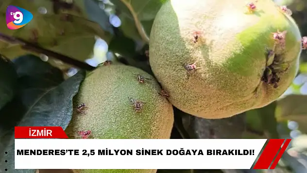 Menderes'te 2,5 Milyon Sinek Doğaya Bırakıldı!